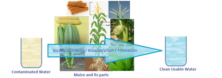 Biosequestration by corn plant