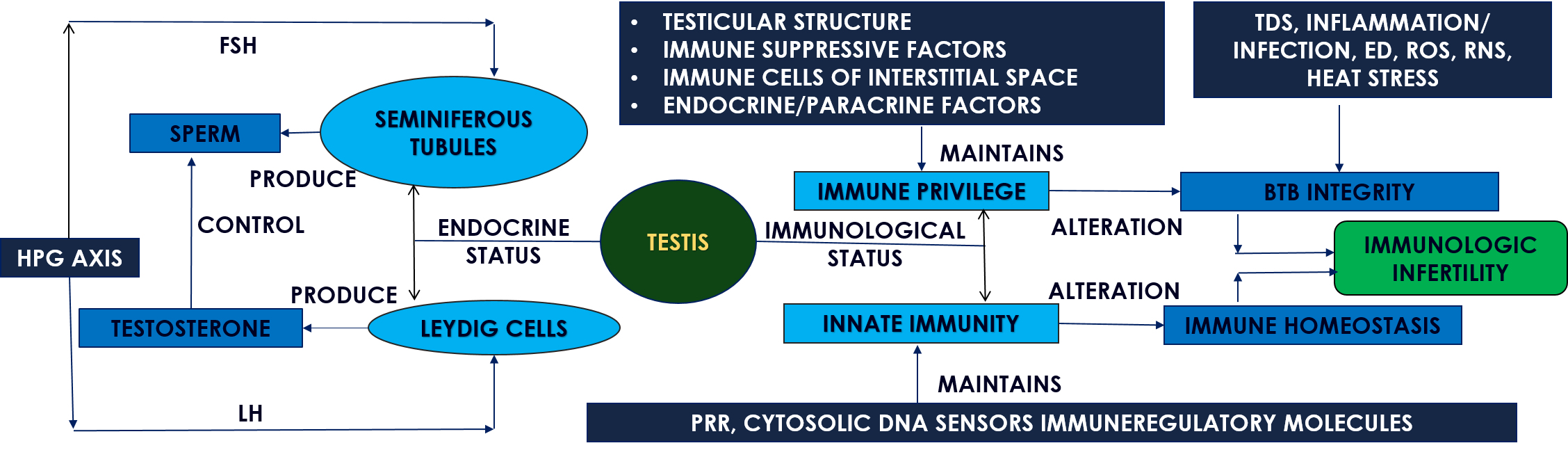 testis immunoendocrine