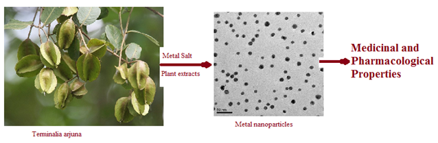 Nanobiotechnology of terminalia arjuna plant