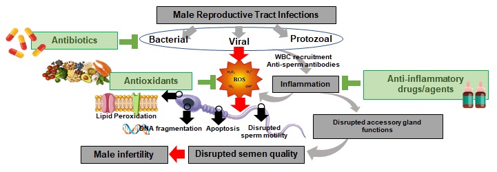 drugs and male infertility