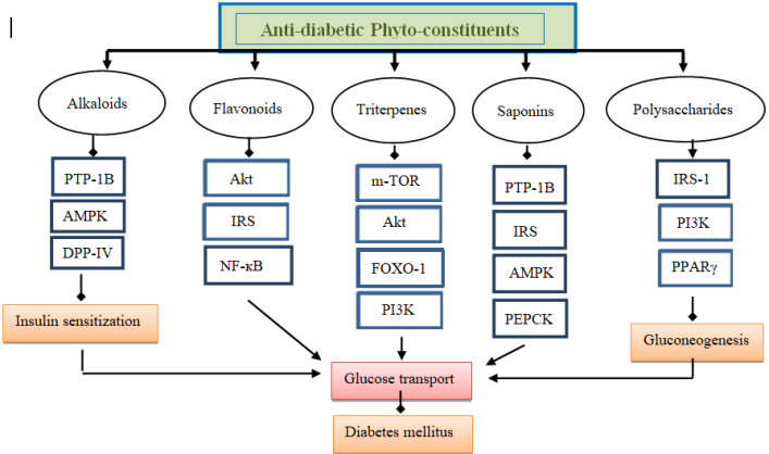 Mechanism of antidiabetic compounds